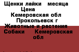 Щенки лайки 2 месяца › Цена ­ 5 000 - Кемеровская обл., Прокопьевск г. Животные и растения » Собаки   . Кемеровская обл.